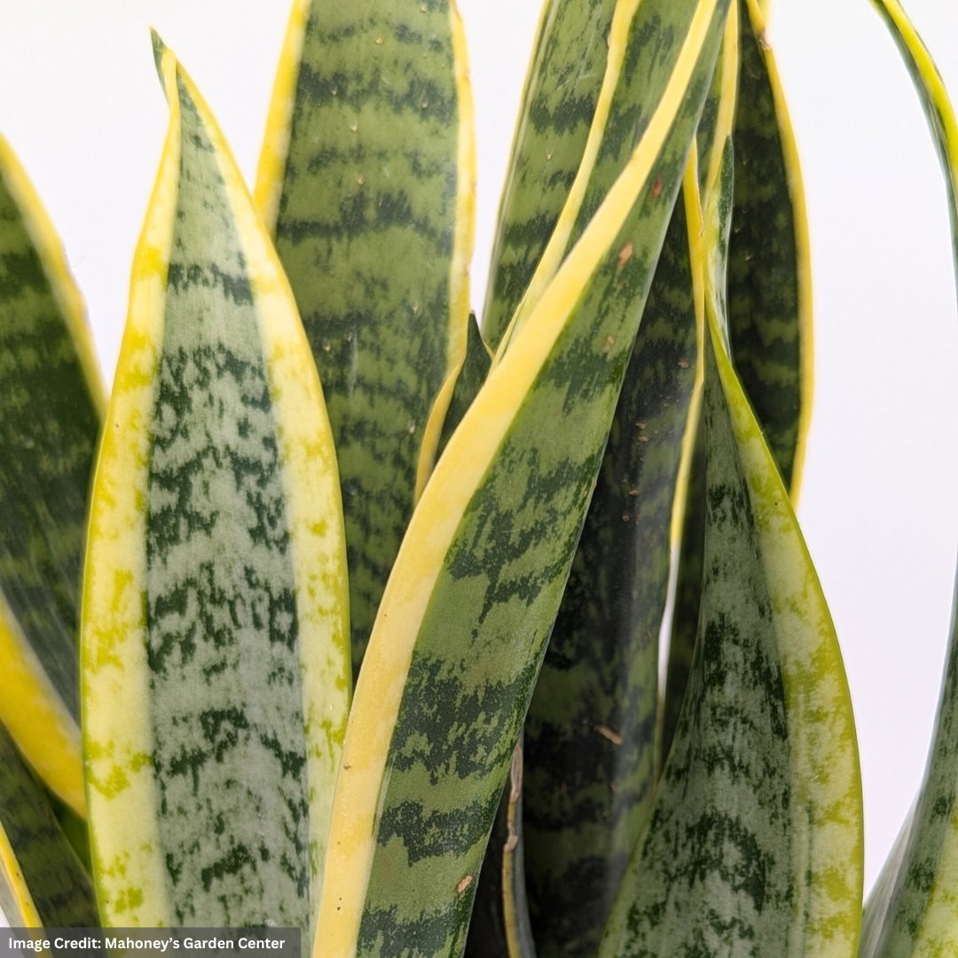 Snake Plant (Sansevieria) – Laurentii – 6″ Pot